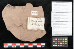 Foto (Objekt + Etikett) von Ulmophylon australiense Ettingshausen (NHMW-GEO-2024-0188-10373a)